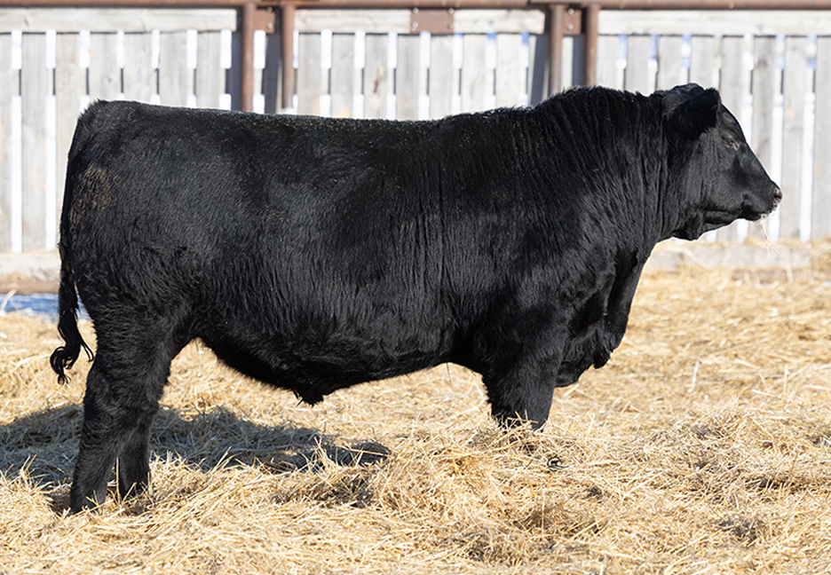 bull