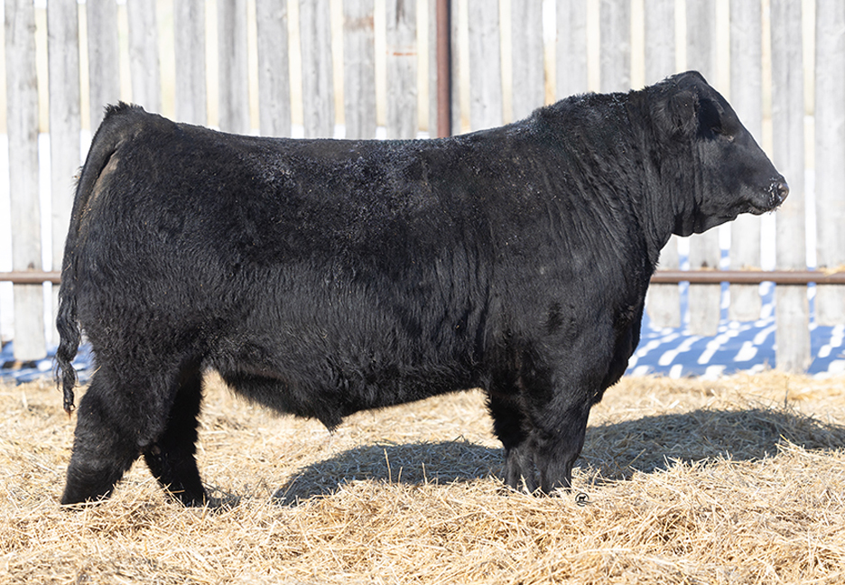 bull