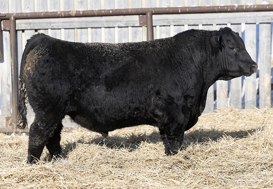 bull
