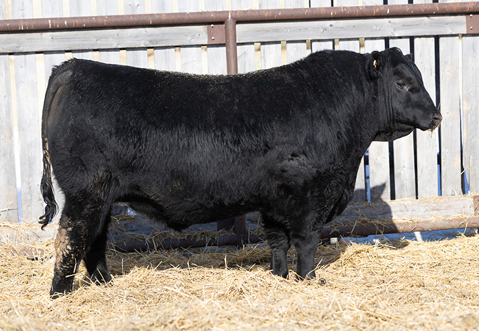 bull