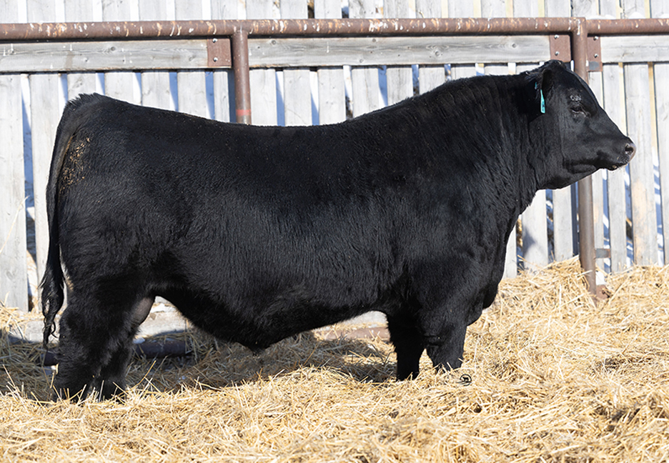 bull