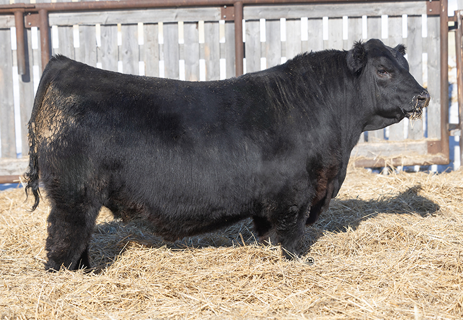 bull