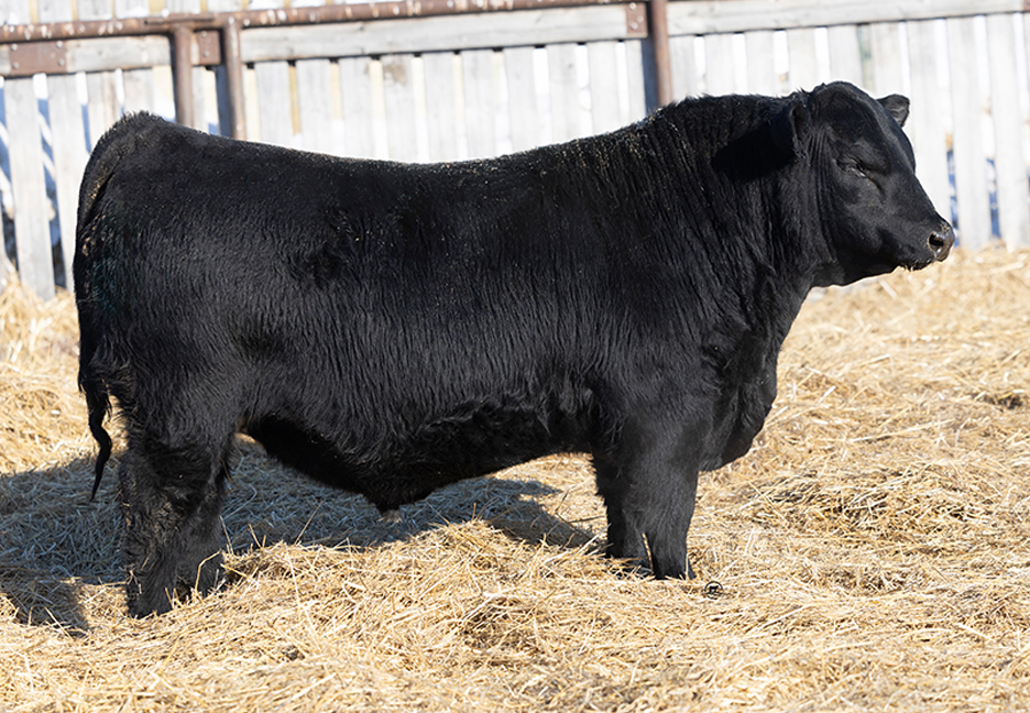 bull